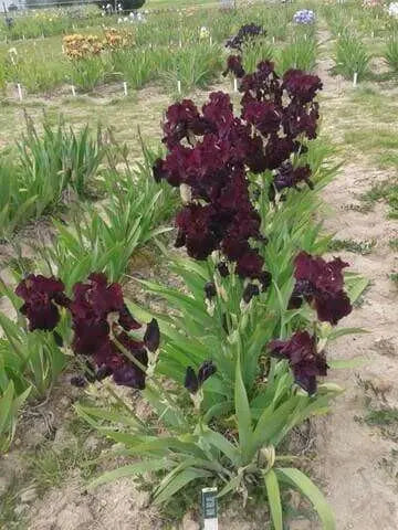 rio rojo Tall Bearded Iris, BAREROOT Plants - Caribbean garden seed
