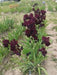 rio rojo Tall Bearded Iris, BAREROOT Plants - Caribbean garden seed