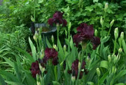 rio rojo Tall Bearded Iris, BAREROOT Plants - Caribbean garden seed