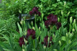 rio rojo Tall Bearded Iris, BAREROOT Plants - Caribbean garden seed