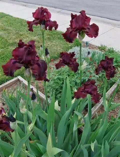rio rojo Tall Bearded Iris, BAREROOT Plants - Caribbean garden seed