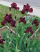 rio rojo Tall Bearded Iris, BAREROOT Plants - Caribbean garden seed
