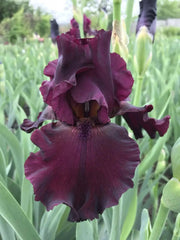 rio rojo Tall Bearded Iris, BAREROOT Plants - Caribbean garden seed