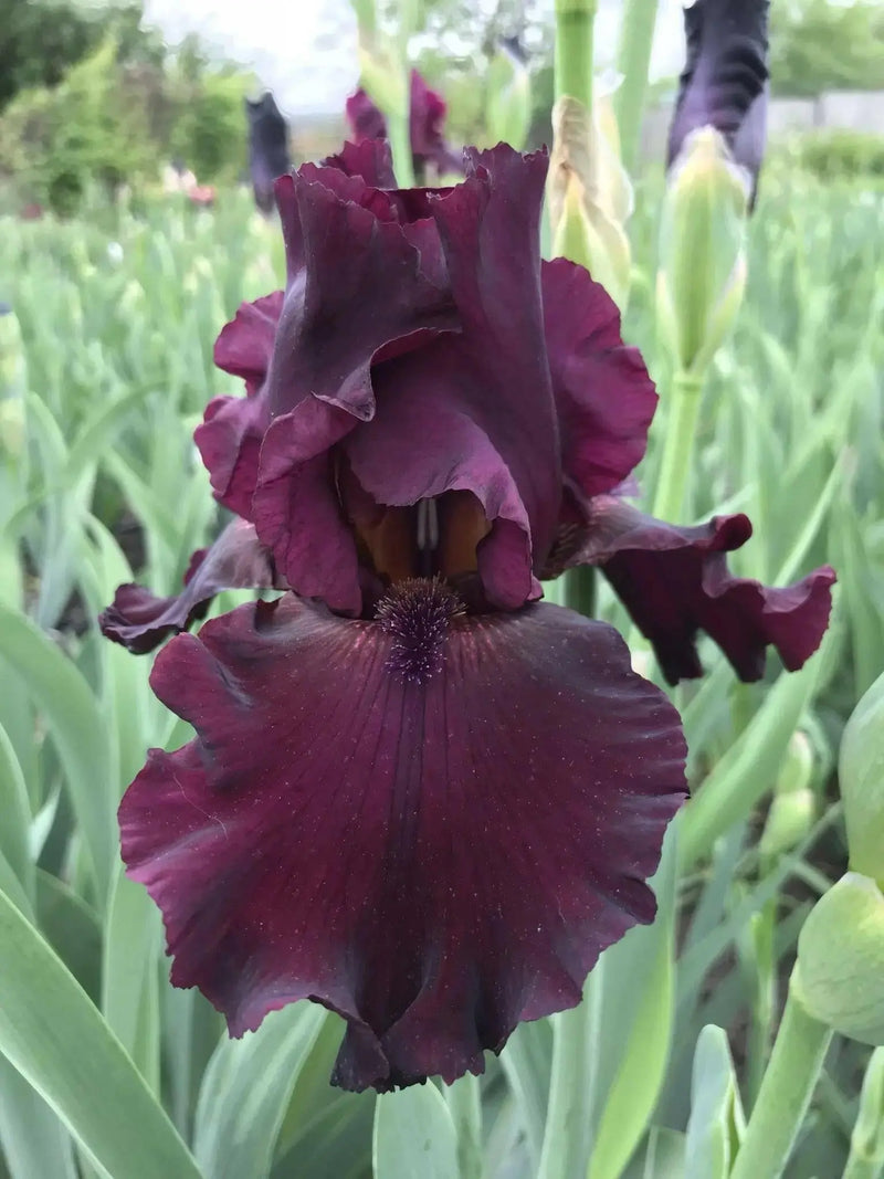rio rojo Tall Bearded Iris, BAREROOT Plants - Caribbean garden seed