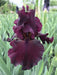 rio rojo Tall Bearded Iris, BAREROOT Plants - Caribbean garden seed