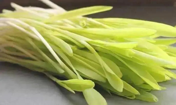 Robust 997 Corn Seed, Shoots microgreens /Popcorn - Caribbean garden seed