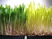Robust 997 Corn Seed, Shoots microgreens /Popcorn - Caribbean garden seed
