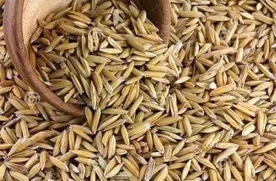Rice Seeds, Long Grain Rice ! Asian Vegetable - Caribbean garden seed