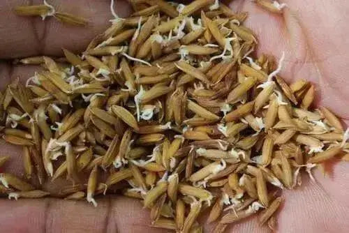 Rice Seeds, Long Grain Rice ! Asian Vegetable - Caribbean garden seed