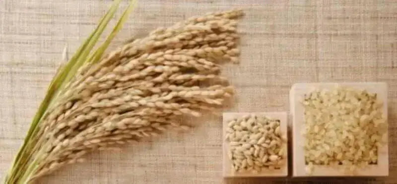 Rice Seeds, Long Grain Rice ! Asian Vegetable - Caribbean garden seed