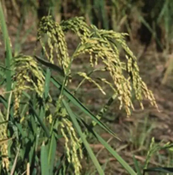 Rice Seeds, Long Grain Rice ! Asian Vegetable - Caribbean garden seed