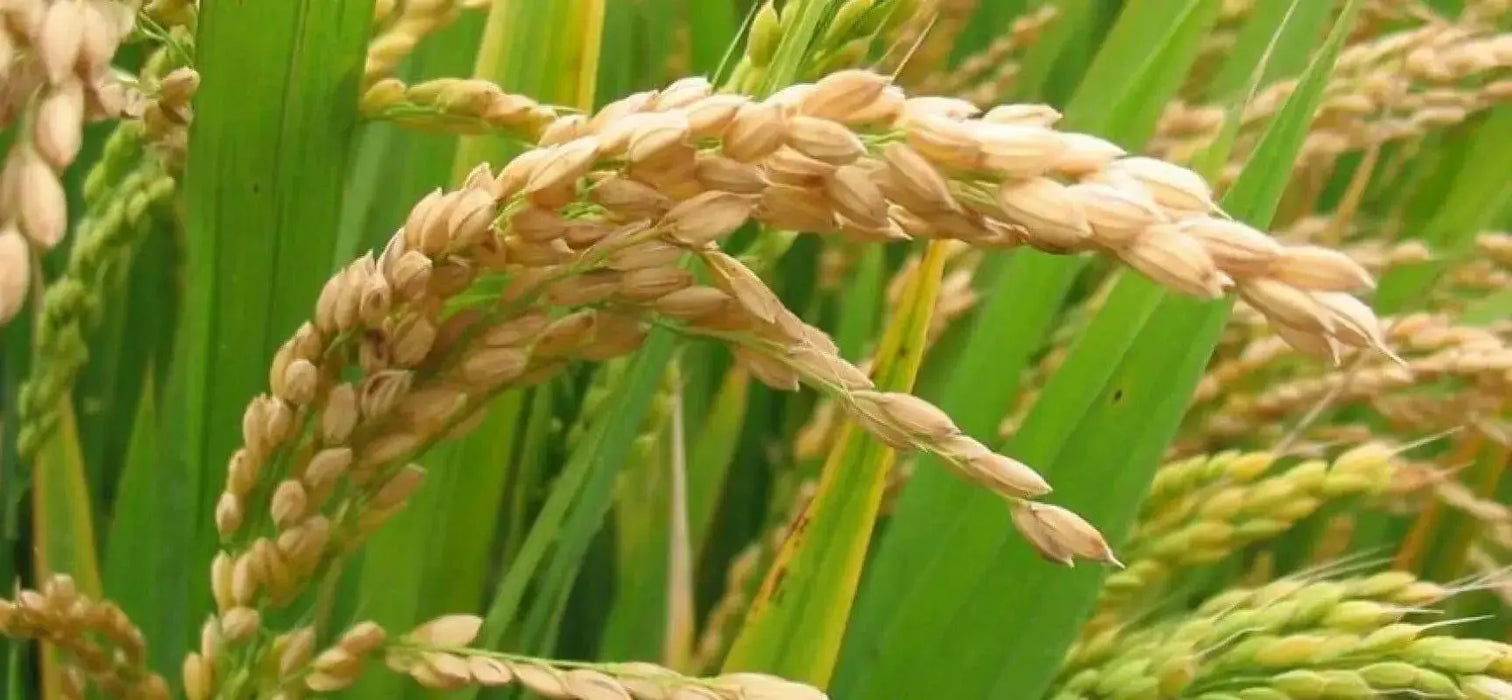 Rice Seeds, Long Grain Rice ! Asian Vegetable - Caribbean garden seed