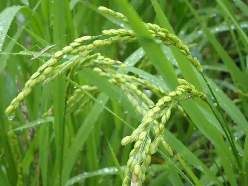 Rice Seeds, Long Grain Rice ! Asian Vegetable - Caribbean garden seed