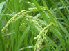 Rice Seeds, Long Grain Rice ! Asian Vegetable - Caribbean garden seed