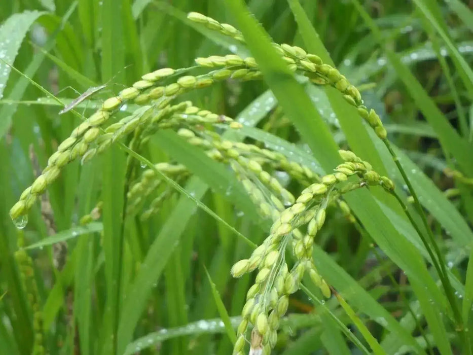 Rice Seeds, Long Grain Rice ! Asian Vegetable - Caribbean garden seed