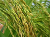 Rice Seeds, Long Grain Rice ! Asian Vegetable - Caribbean garden seed