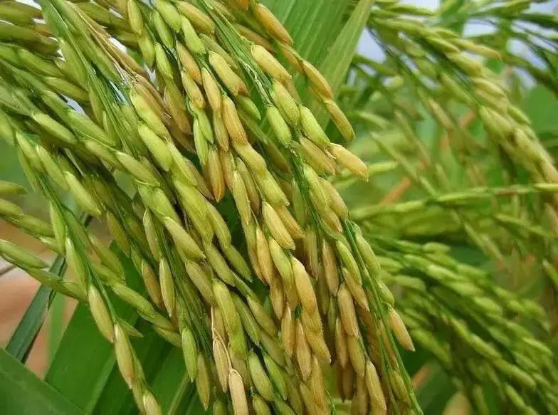 Rice Seeds, Long Grain Rice ! Asian Vegetable - Caribbean garden seed