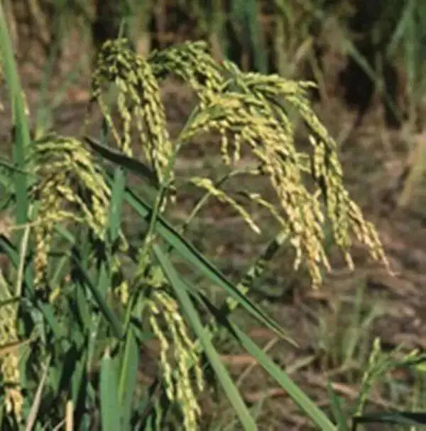 Rice Seeds, Long Grain Rice ! Asian Vegetable - Caribbean garden seed