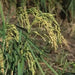 Rice Seeds, Long Grain Rice ! Asian Vegetable - Caribbean garden seed