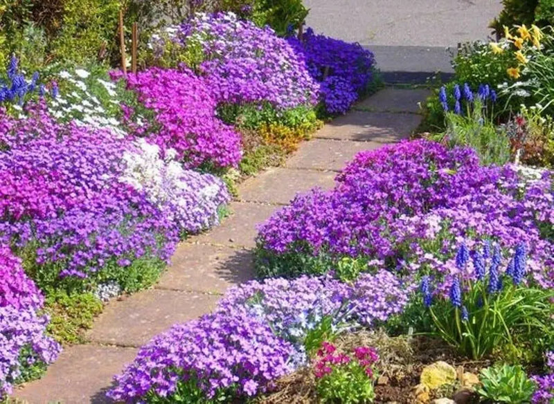 Rock cress Flowers Seed Royal Mix ,Perennial GROUND COVER - Caribbean garden seed