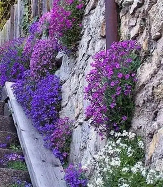 Rock cress Flowers Seed Royal Mix ,Perennial GROUND COVER - Caribbean garden seed