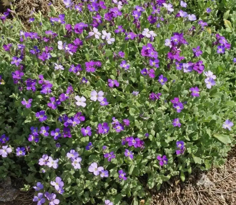 Rock cress Flowers Seed Royal Mix ,Perennial GROUND COVER - Caribbean garden seed