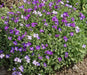 Rock cress Flowers Seed Royal Mix ,Perennial GROUND COVER - Caribbean garden seed