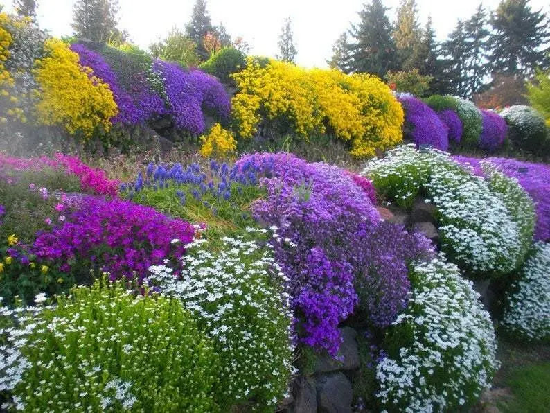 Rock cress Flowers Seed Royal Mix ,Perennial GROUND COVER - Caribbean garden seed