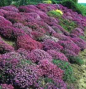 Rock cress Flowers Seed Royal Mix ,Perennial GROUND COVER - Caribbean garden seed
