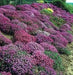 Rock cress Flowers Seed Royal Mix ,Perennial GROUND COVER - Caribbean garden seed