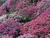 Rock cress Flowers Seed Royal Mix ,Perennial GROUND COVER - Caribbean garden seed