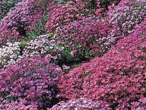 Rock cress Flowers Seed Royal Mix ,Perennial GROUND COVER - Caribbean garden seed