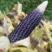 Rio Grande Blue-ORGANIC corn., VEGETABLE SEEDS. - Caribbean garden seed