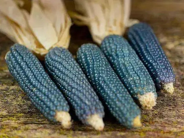 Rio Grande Blue-ORGANIC corn., VEGETABLE SEEDS. - Caribbean garden seed