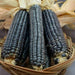 Rio Grande Blue-ORGANIC corn., VEGETABLE SEEDS. - Caribbean garden seed