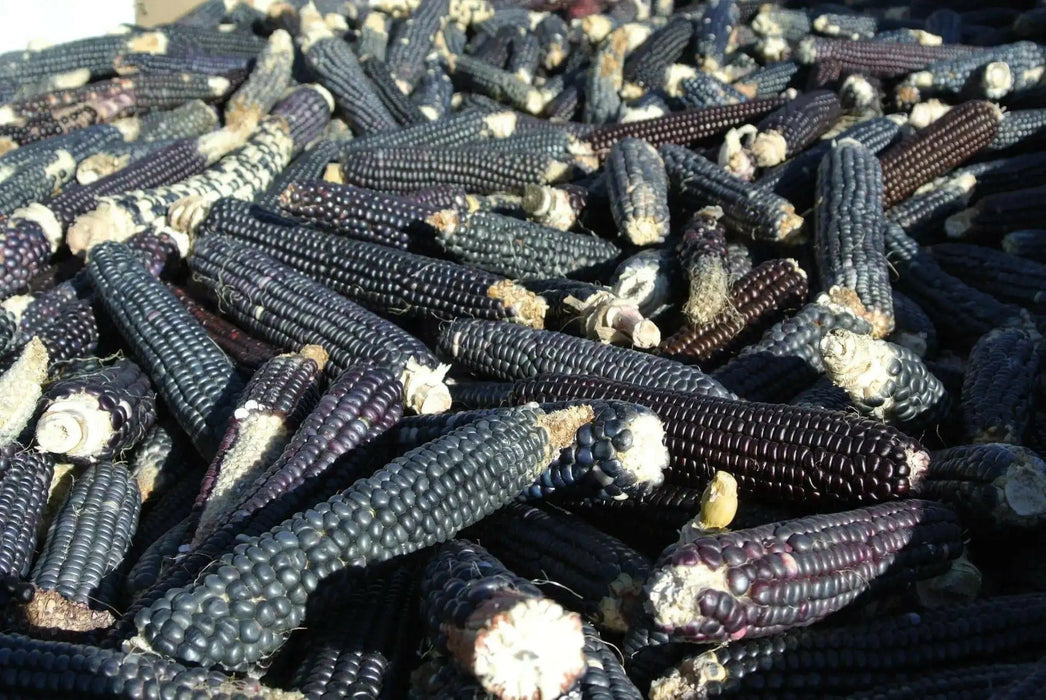 Rio Grande Blue-ORGANIC corn., VEGETABLE SEEDS. - Caribbean garden seed