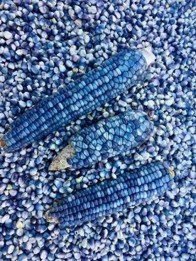 Rio Grande Blue-ORGANIC corn., VEGETABLE SEEDS. - Caribbean garden seed
