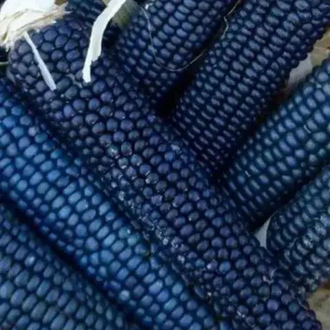 Rio Grande Blue-ORGANIC corn., VEGETABLE SEEDS. - Caribbean garden seed
