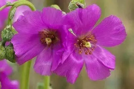 ROCK PURSLANE SEEDS - succulent ornamental herb - Caribbean garden seed
