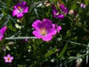 ROCK PURSLANE SEEDS - succulent ornamental herb - Caribbean garden seed