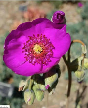 ROCK PURSLANE SEEDS - succulent ornamental herb - Caribbean garden seed