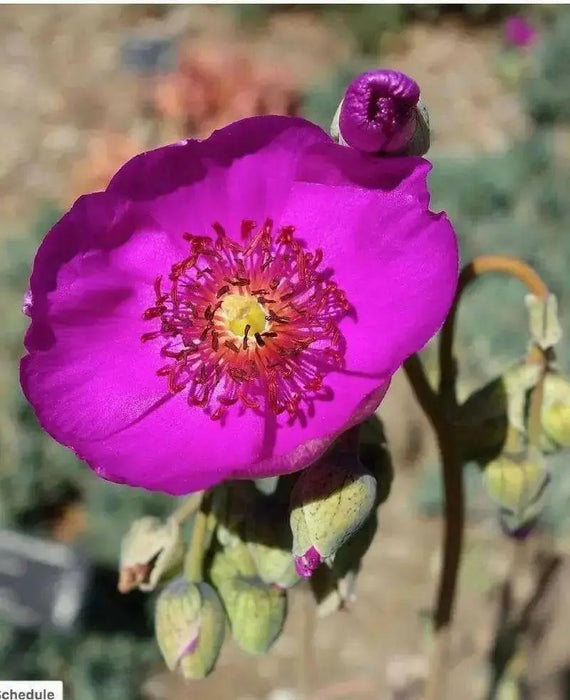 ROCK PURSLANE SEEDS - succulent ornamental herb - Caribbean garden seed