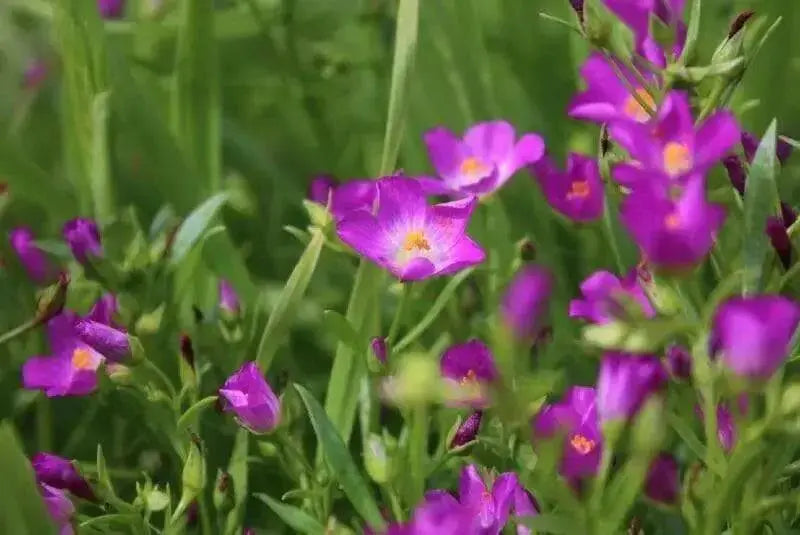 ROCK PURSLANE SEEDS - succulent ornamental herb - Caribbean garden seed
