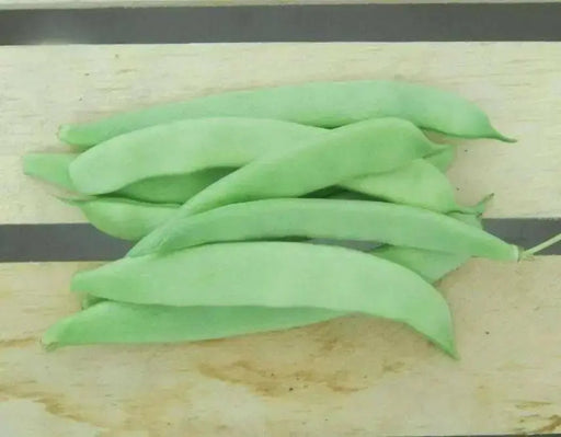 Roma II Bush Bean Seeds. Wide flat Romano type. Smooth texture - Caribbean garden seed