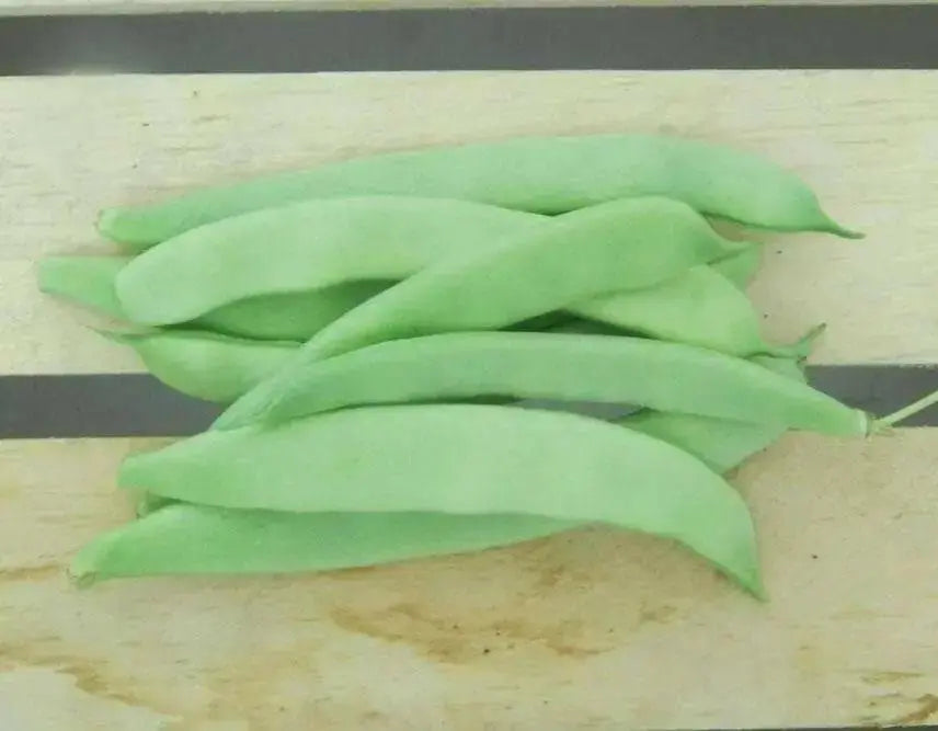 Roma II Bush Bean Seeds. Wide flat Romano type. Smooth texture - Caribbean garden seed