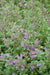 Rock Thyme Herb Seeds (Acinos alpinus) Alpine Catmint,Perennial Groundcover - Caribbean garden seed