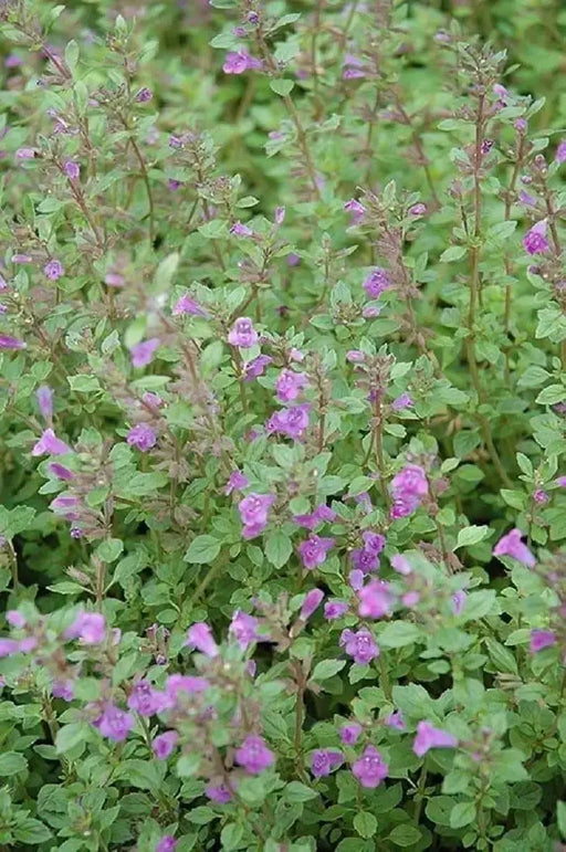 Rock Thyme Herb Seeds (Acinos alpinus) Alpine Catmint,Perennial Groundcover - Caribbean garden seed