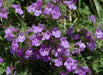 Rock Thyme Herb Seeds (Acinos alpinus) Alpine Catmint,Perennial Groundcover - Caribbean garden seed