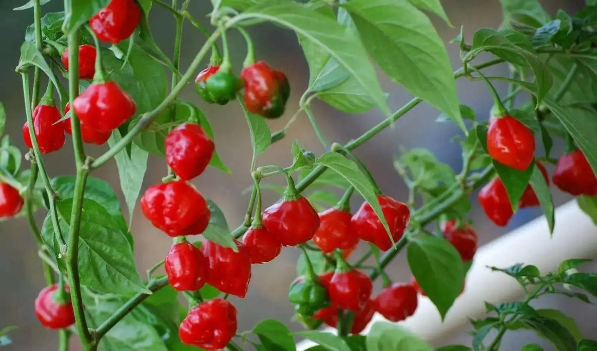 Rocotillo Pepper Seeds, (Capsicum chinense) Rare, Medium heat - Caribbean garden seed