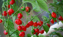 Rocotillo Pepper Seeds, (Capsicum chinense) Rare, Medium heat - Caribbean garden seed